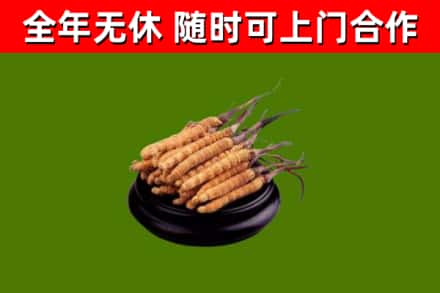 牡丹江烟酒回收冬虫夏草.jpg